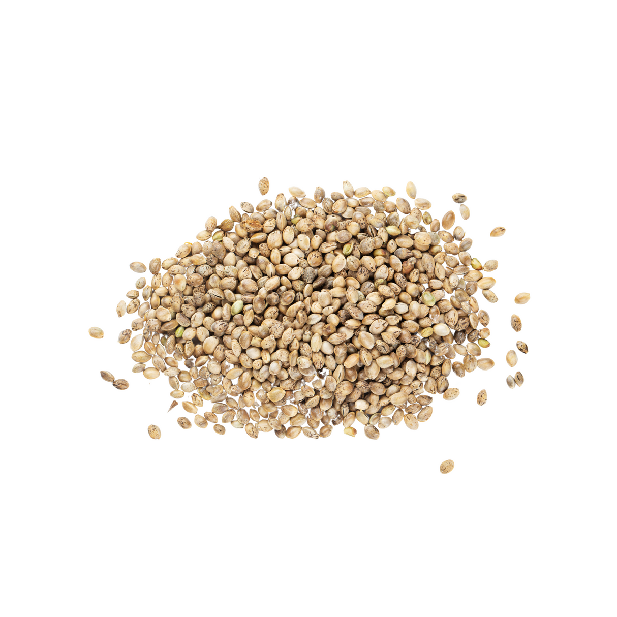 Graines de chanvre BIO