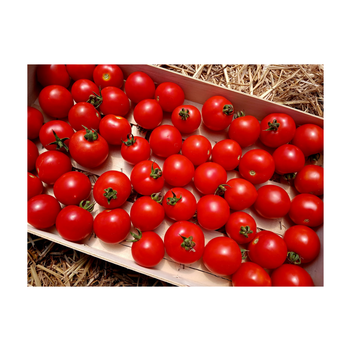 Tomates cocktails de Mylène et Jérémy - Anti Gaspi