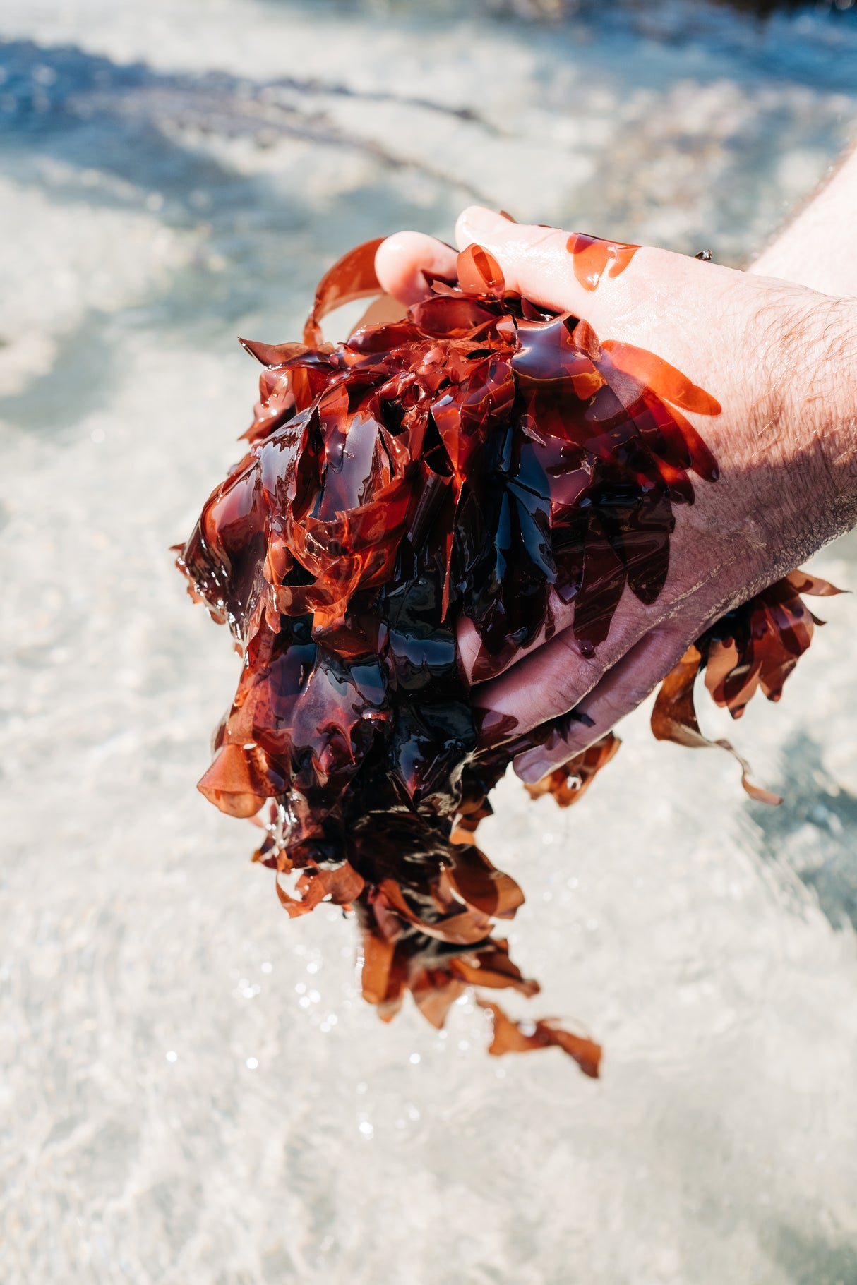 Dulse fraîche salée - Bord à Bord