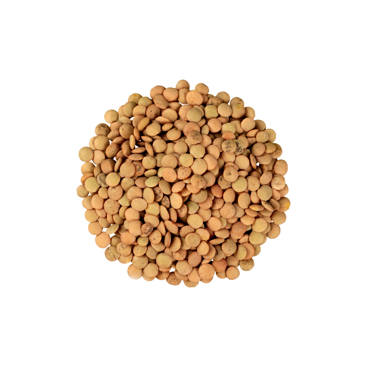 Lentilles blondes