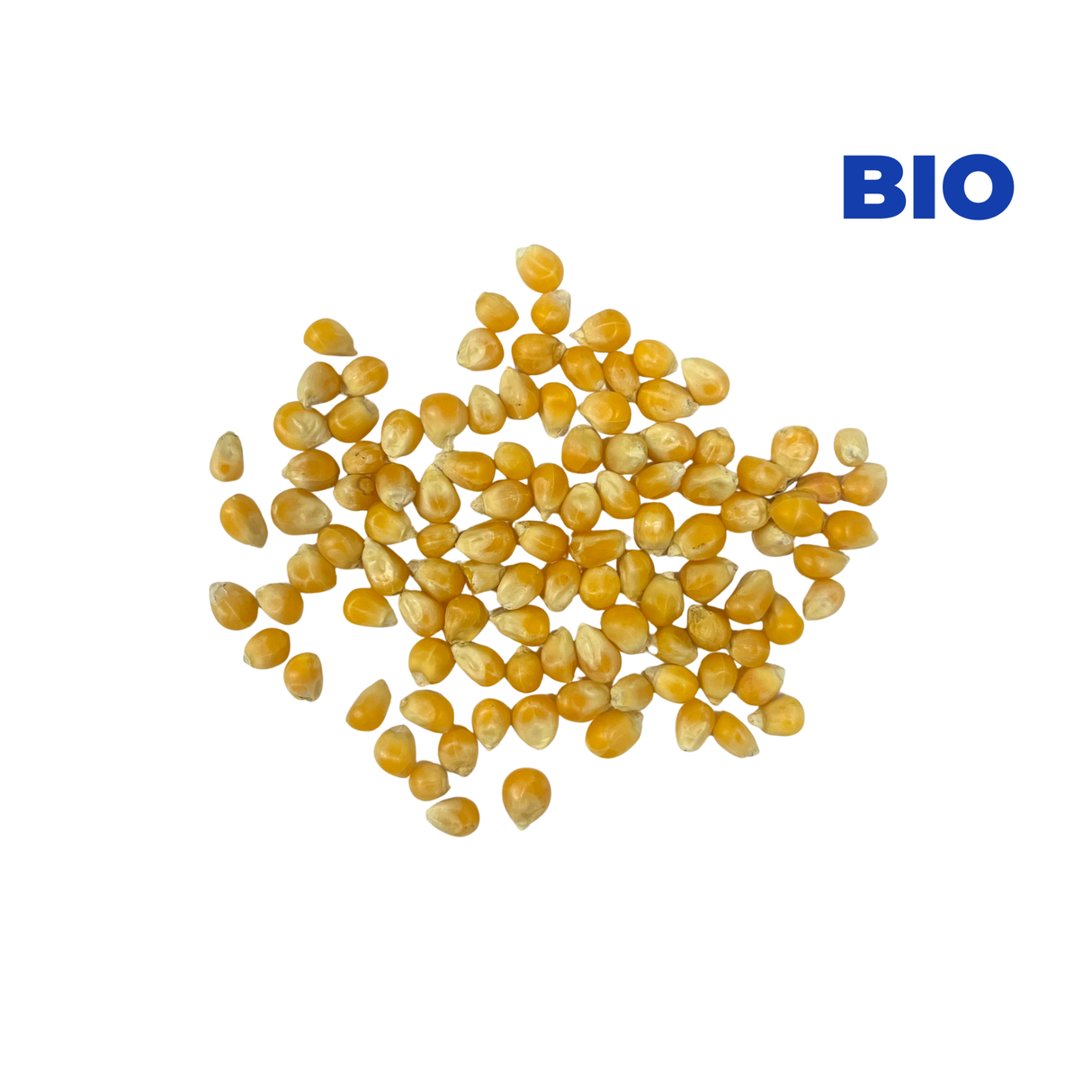 Maïs pop corn BIO