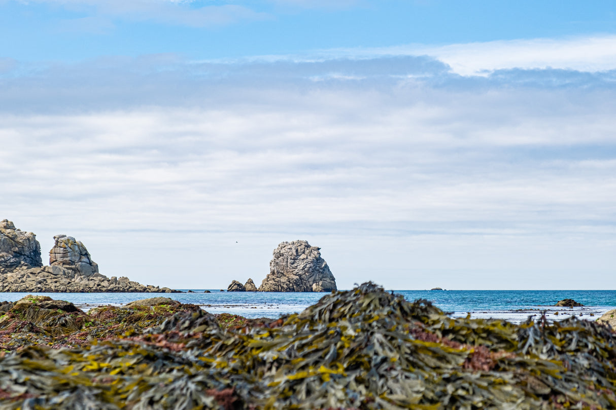 Laitue de mer fraîche salée - Bord à Bord